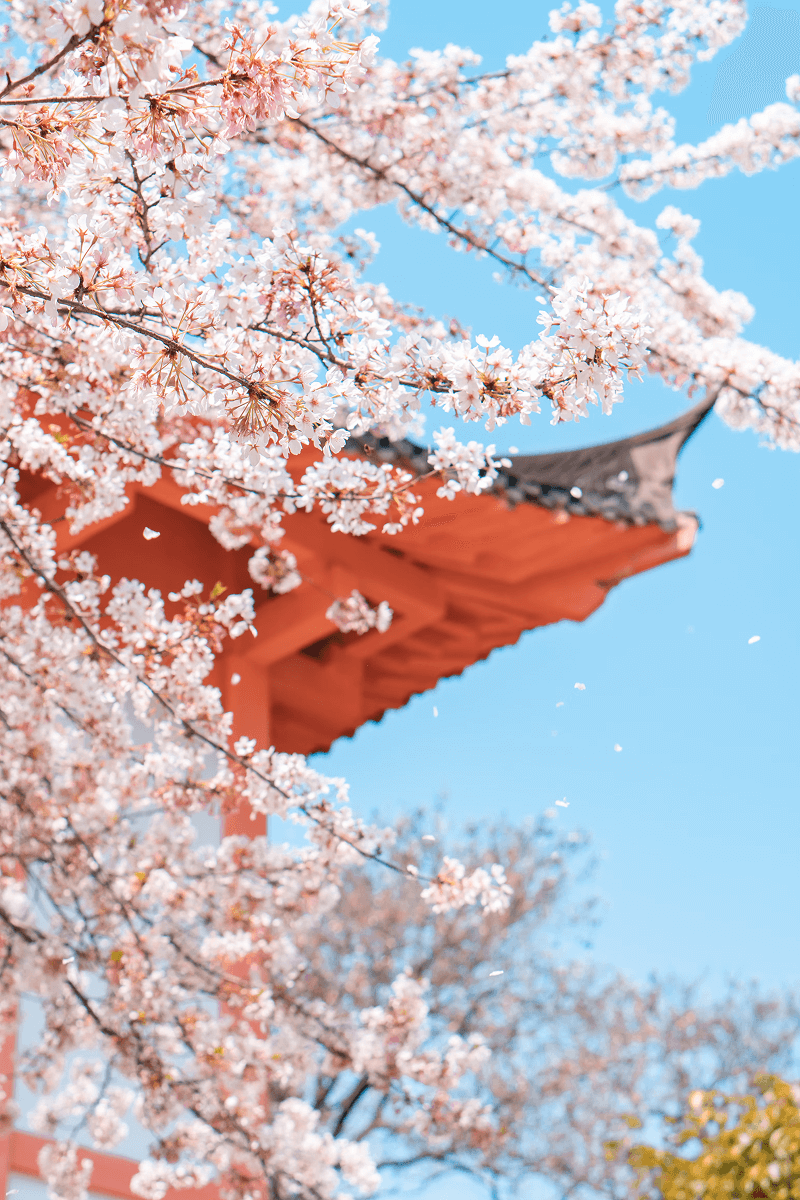 日本深度賞櫻計畫